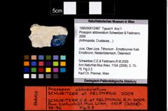 Foto (Objekt + Etikett) von Prosopon abbreviatum (Schweitzer & Feldmann, 2009)  (NHMW-GEO-1990-0041-2487)